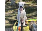 Adopt Kacey a White - with Tan, Yellow or Fawn Labrador Retriever / Husky /