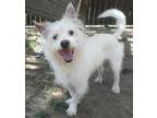 Adopt Bolt a White Westie, West Highland White Terrier / Mixed dog in Los