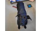 Adopt Laney a Black Mixed Breed (Large) / Mixed dog in Chattanooga