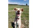 Adopt Nala a Tan/Yellow/Fawn Husky / Hound (Unknown Type) dog in Pagosa Springs