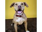 Adopt Tank a Tan/Yellow/Fawn Mixed Breed (Medium) / Mixed dog in Gainesville