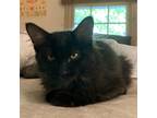 Adopt Rin Tin Tin a All Black Domestic Longhair / Mixed cat in Kanab