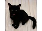 Adopt Lassie a All Black Domestic Shorthair / Mixed cat in Kanab, UT (39043883)