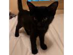 Adopt Toto a All Black Domestic Shorthair / Mixed cat in Kanab, UT (39043882)