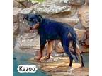 Adopt Kazoo a Black Labrador Retriever / Shepherd (Unknown Type) / Mixed dog in