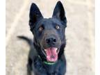 Adopt OSO a Border Collie, German Shepherd Dog