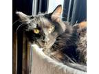 Adopt Raven Fairy Tale a All Black Domestic Longhair / Mixed cat in Mission