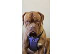 Adopt Boomer a Dogue de Bordeaux / Mixed dog in East Greenville, PA (38919396)