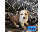 Adopt A837204 a Terrier