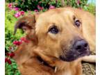 Adopt LOKI a German Shepherd Dog, Mixed Breed