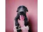Adopt MB’s Charlotte (red) a Great Dane / Mixed dog in Bullard, TX (38919939)
