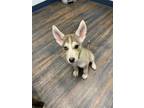 Adopt Sage a Gray/Silver/Salt & Pepper - with White Husky / Mixed dog in St.