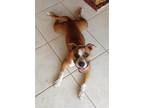 Adopt Penny a Red/Golden/Orange/Chestnut - with White Staffordshire Bull Terrier