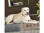 Adopt Lila a Labrador Retriever / Mixed dog in Little Rock, AR (39048312)