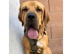 Adopt Goliath a Tan/Yellow/Fawn Fila Brasileiro / Mixed dog in Vail