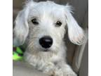 Adopt Hamilton a White Jack Russell Terrier dog in Vail, AZ (38921125)