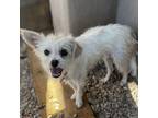 Adopt Truffles a White Jack Russell Terrier dog in Vail, AZ (39070464)