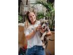 Adopt Ram a Gray/Blue/Silver/Salt & Pepper American Staffordshire Terrier dog in
