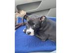 Adopt Terre Haute a Black - with White Pit Bull Terrier dog in Gilbertsville