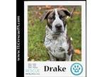 Adopt Drake (The Variety Pack) 082623 a Black - with White Mountain Cur / Hound