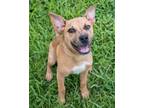 Adopt Baby Venice a Tan/Yellow/Fawn - with White Catahoula Leopard Dog / Mixed