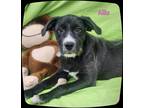 Adopt Allis a Black - with White Labrador Retriever / Mixed dog in Williamston
