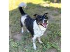 Adopt HOLMES a Border Collie, Mixed Breed