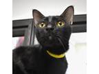 Adopt Zeus a All Black Domestic Shorthair / Mixed cat in West Palm Beach