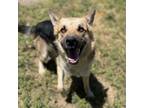 Adopt CHIPPER a German Shepherd Dog, Mixed Breed