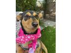 Adopt Abby a Corgi / Dachshund / Mixed dog in Portland, OR (39035627)