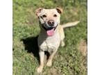 Adopt OSWALD a Shar-Pei, Mixed Breed