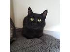 Adopt Smokey a Domestic Mediumhair / Mixed cat in Powell River, BC (39065467)