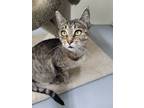 Adopt Puddin a Domestic Mediumhair / Mixed cat in Powell River, BC (39065466)