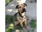 Adopt LUCKY a Pit Bull Terrier, German Shepherd Dog