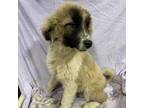 Adopt BALDWIN a Great Pyrenees, German Shepherd Dog