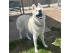 Adopt ASTRO a Husky