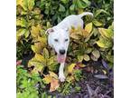 Adopt Blanco a Tan/Yellow/Fawn American Pit Bull Terrier / Labrador Retriever