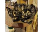 Adopt Silvi & Marisol W a Tortoiseshell Domestic Shorthair (short coat) cat in