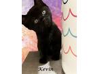 Adopt KEVIN (adopt w/Rosie) a All Black Domestic Shorthair / Mixed (short coat)