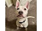 Adopt Hawk a White Shepherd (Unknown Type) / Pit Bull Terrier / Mixed dog in New