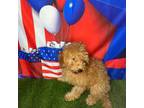 Goldendoodle Puppy for sale in Dover, FL, USA