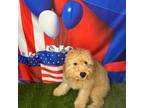 Goldendoodle Puppy for sale in Dover, FL, USA
