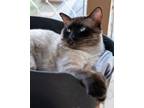 Adopt Walnut a Siamese, Domestic Short Hair