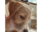 Adopt Ginger Faye (Austin) a Tan/Yellow/Fawn Schnauzer (Standard) / Terrier