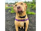 Adopt Bud a Tan/Yellow/Fawn Mixed Breed (Medium) / Mixed dog in Pittsburgh