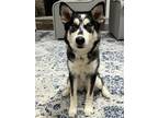 Adopt Luna Moon a Black - with Gray or Silver Husky / Mixed dog in Lake Saint