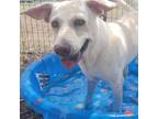Adopt Cassy a White - with Tan, Yellow or Fawn Labrador Retriever / Mixed dog in