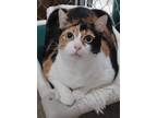 Adopt Princess a Calico or Dilute Calico Calico (short coat) cat in Greenville