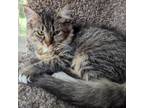 Adopt Firefly a Gray or Blue Domestic Shorthair / Mixed cat in Flagstaff