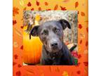 Adopt Dim Sum a Black Mixed Breed (Medium) / Mixed dog in Huntsville